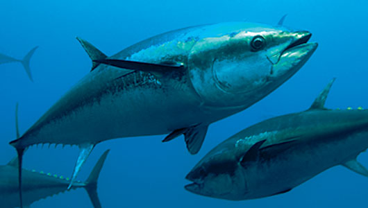 Maximum Sustainable Yield of Atlantic Bluefin Tuna